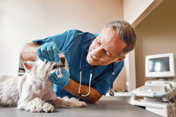 Best Emergency Dentist for Special Needs Patients in Three Oaks, MI